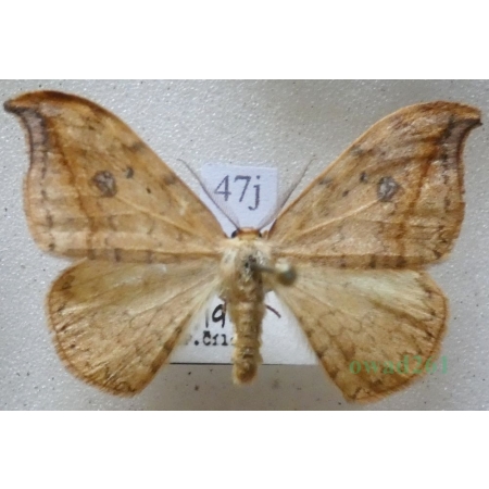Drepana falcataria (Linnaeus, 1758) male Wycinka sierpianka Czech47j